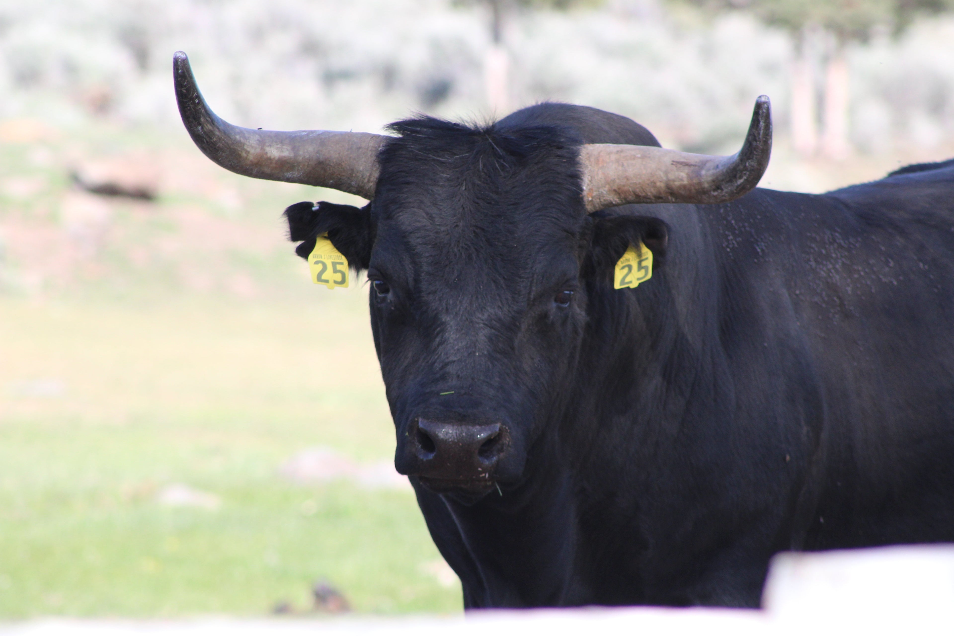 When Tragedy Strikes - One Person's Response to the Kansas Feedlot Deaths