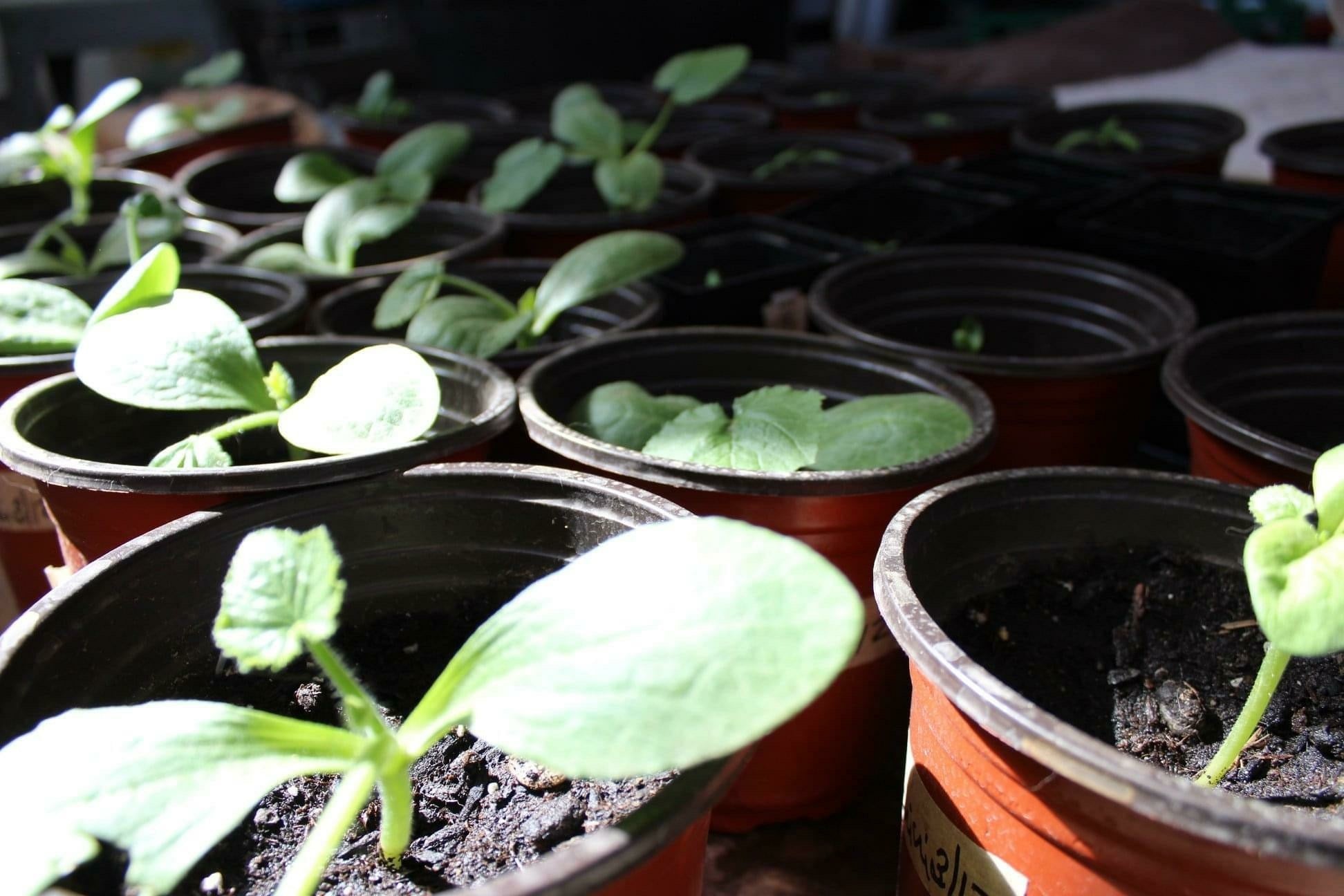 Finding God in the Garden: Seedlings in the Wind