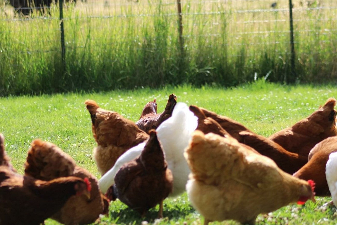 Start with a Chicken (or two...or three)