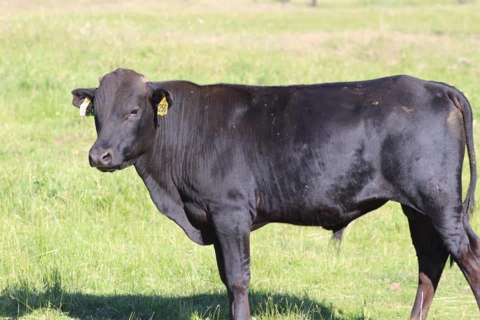 The Many Benefits of Harvesting Your Own Meat