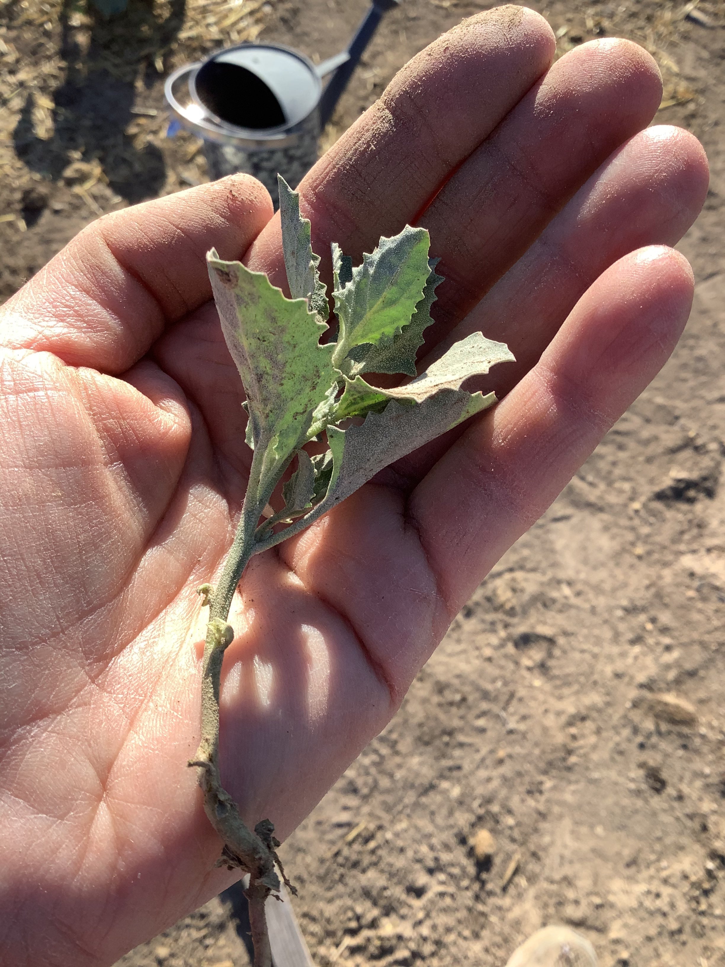 Finding God in the Garden - Weeds & Sin